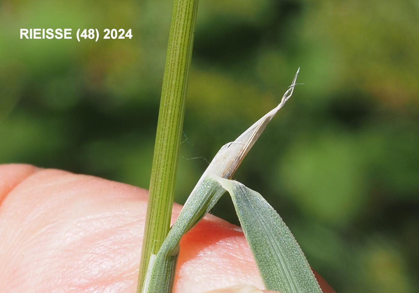 Oat grass, Meadow leaf